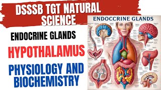 Endocrine Glands Hypothalamus Physiology and Biochemistry for DSSSB TGT NATURAL SCIENCE [upl. by Otit]