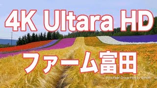 ［4K Ultra HD］ファーム富田FARM TOMITA 4KFurano Lavender [upl. by Mirth]