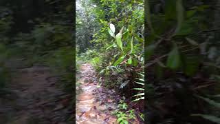 Kanneliya Rainforest Sri Lanka 🇱🇰 srilanka hike forest [upl. by Aneehsar]