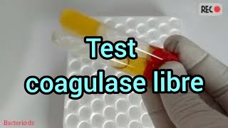 test de coagulase libre [upl. by Akitan471]