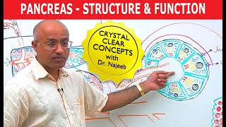 Pancreas  Structure and Function [upl. by Anderegg]