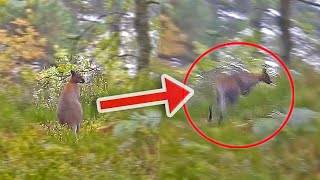 WILD WALLABIES FOUND IN ENGLAND Rare Footage Captures Wild Wallaby In England [upl. by Nagol]