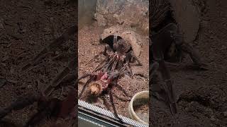 Tarantula Pairing Colombian lesserblack tarantula Xenesthis immanis [upl. by Byram]