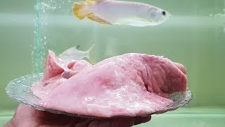 Arowana fish food feeding  Goat Lungs food for high cholestrol [upl. by Harding]