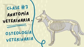 OSTEOLOGÍA VETERINARIA  CLASE  3  ANATOMÍA VETERINARIA [upl. by Shevlo]