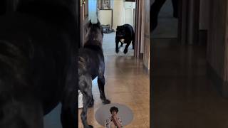 female cane corso in a bad mood shorts short canecorso doberman repost reaction attack trend [upl. by Eiryt]