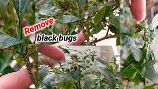 Remove Black Insects Aphids Bugs from Plants  Get Rid Aphids Easy [upl. by Kilmarx]