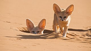 Worlds Smallest Wild Dog  Dogs in the Wild Meet The Family  BBC Earth [upl. by Hanselka]