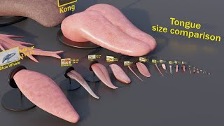 Tongue size comparison animals [upl. by Herries]