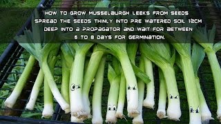 How To Grow Musselburgh Leeks From Seeds [upl. by Gillead]