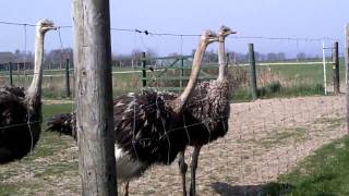 Straußenfarm in Hohenfelde an der Ostsee [upl. by Alemahs159]