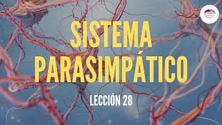 28 SISTEMA PARASIMPÁTICO FISIOLOGÍA DEL SISTEMA NERVIOSO [upl. by Saundra]