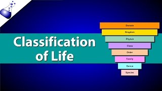 Classification of Life [upl. by Vasyuta]