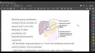 L6 ANATOMY Lessor omentum [upl. by Athalia517]