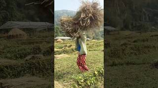 Nepali village lifestyle shortsvideo viralvideo shorts nepal trending village nature food [upl. by Adolph]