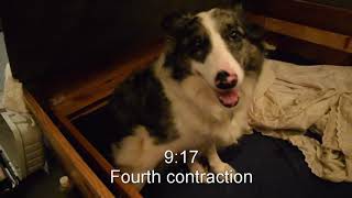 Border Collie Dog Giving Birth  Whelping A Litter of Puppies Pt 1 [upl. by Alejandrina]