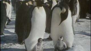 Lunivers des glaces  Documentaire Nature [upl. by Jamnes729]