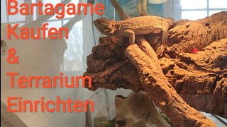 Bartagame Kaufen  Bartagamen Haltung  Terrarium Einrichten [upl. by Notsniw]