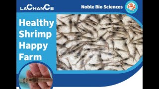 DrBen  DrRavikumar  healthy shrimp happy farm webinar [upl. by Atinihs]