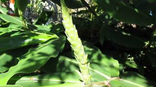 Hedychium gardnerianum  HD [upl. by Enilekaj]