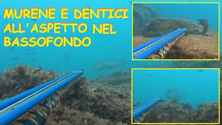 MURENE e grossi DENTICI allaspetto nel bassofondo Chasing moray eels Pesca sub fishing fish [upl. by Gaudette5]