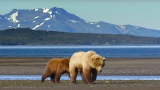 Grizzly Bear Hunts For Clams  Wild Alaska  BBC Earth [upl. by Bywoods]