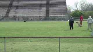 South African Boerboel at Nashville Schutzhund meet April 18 2009 [upl. by Keegan581]