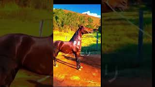 Edit mangalarga marchador vaiprofycaramba horse cavalo edit amocavalos equestrian amocavalo [upl. by Ahsinauj]