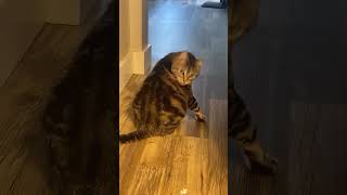 Funny Animals 2024 😂 Best Funny dog amp cat Moments 🐶🐱 658 shorts [upl. by Centeno]