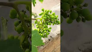 A visit to my Grapevine Vlog by NASEER shorts [upl. by Yla294]