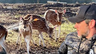 I Found a Deer with an Arrow Straight Through Her Head [upl. by Ijnek]