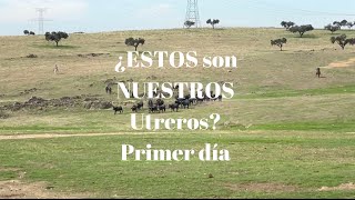 ¿ESTOS son NUESTROS Utreros Primer día [upl. by Asyen]