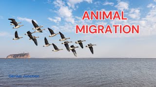 Why Do Animals Migrate Discover Nature’s Incredible Journeys [upl. by Imoin]