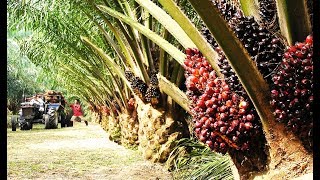 Asia Oil Palm Farm and Harvest  Oil Palm Cultivation Technology [upl. by Euqinimod]