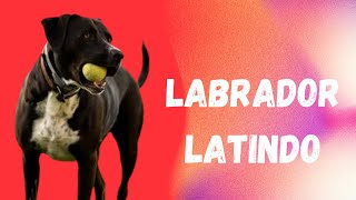 LABRADOR LATINDO 🐕 LATIDO DE CACHORRO 🐕 SOM DE CACHORRO🐕 LABRADOR DOG BARKING 🐕 PATINHAS PETS 🐾 [upl. by Aliuqat553]