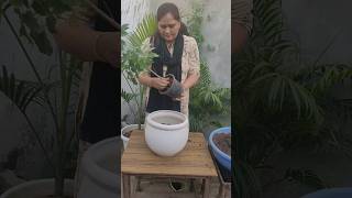 Repotting China doll plantradermachera sinicahouseplant beautiful plants [upl. by Aihsik]