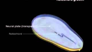 36 notochord growth [upl. by Nawrocki]