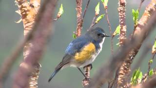 ルリビタキのさえずり Redflanked bluetail [upl. by Dualc201]