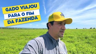 Separando as vacas depois de inseminar Vamos reservar uma boa área de pasto para a seca [upl. by Meensat471]