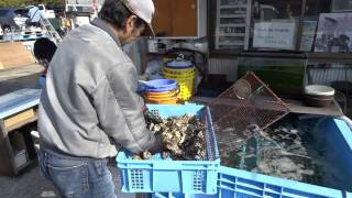 赤穂市坂越の牡蠣「鎌倉水産」赤穂海浜公園オートキャンプ場周辺 [upl. by Thanos844]