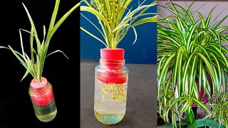 How to propagate spider plants the correct way  Best way to propagate spider plantlets [upl. by Ymeraj]