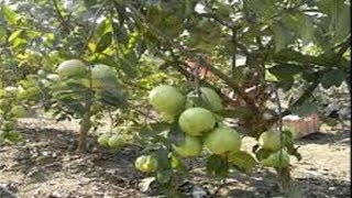 How to grow guava tree faster [upl. by Mora58]