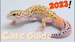 Leopard Gecko Care Guide 2023 Everything You Need To Know [upl. by Cassey970]