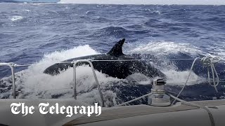 Killer whales attack yacht off the coast of Morocco [upl. by Agueda]