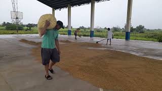 mamolad tayo palay para para hnd tomomobo dahil my bayo [upl. by Michell]