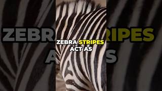 The Real Reason Zebras Have Stripes It’s Not for Camouflage shorts animals animalfacts [upl. by Sindee]