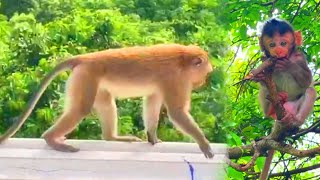 Dad Monkey amp Baby Monkey Climbing Mountain VIRAL VIDEO [upl. by Walker]