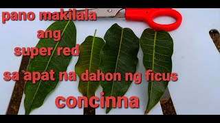 patunay na miron super red sa ficus concinnared balete bonsai [upl. by Sialac967]