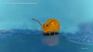 Globular Springtail [upl. by Curtice]