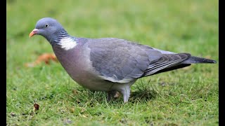 Woodpigeon 1h bird sound [upl. by Goodwin]